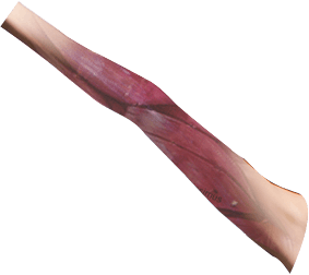 wohlphysio